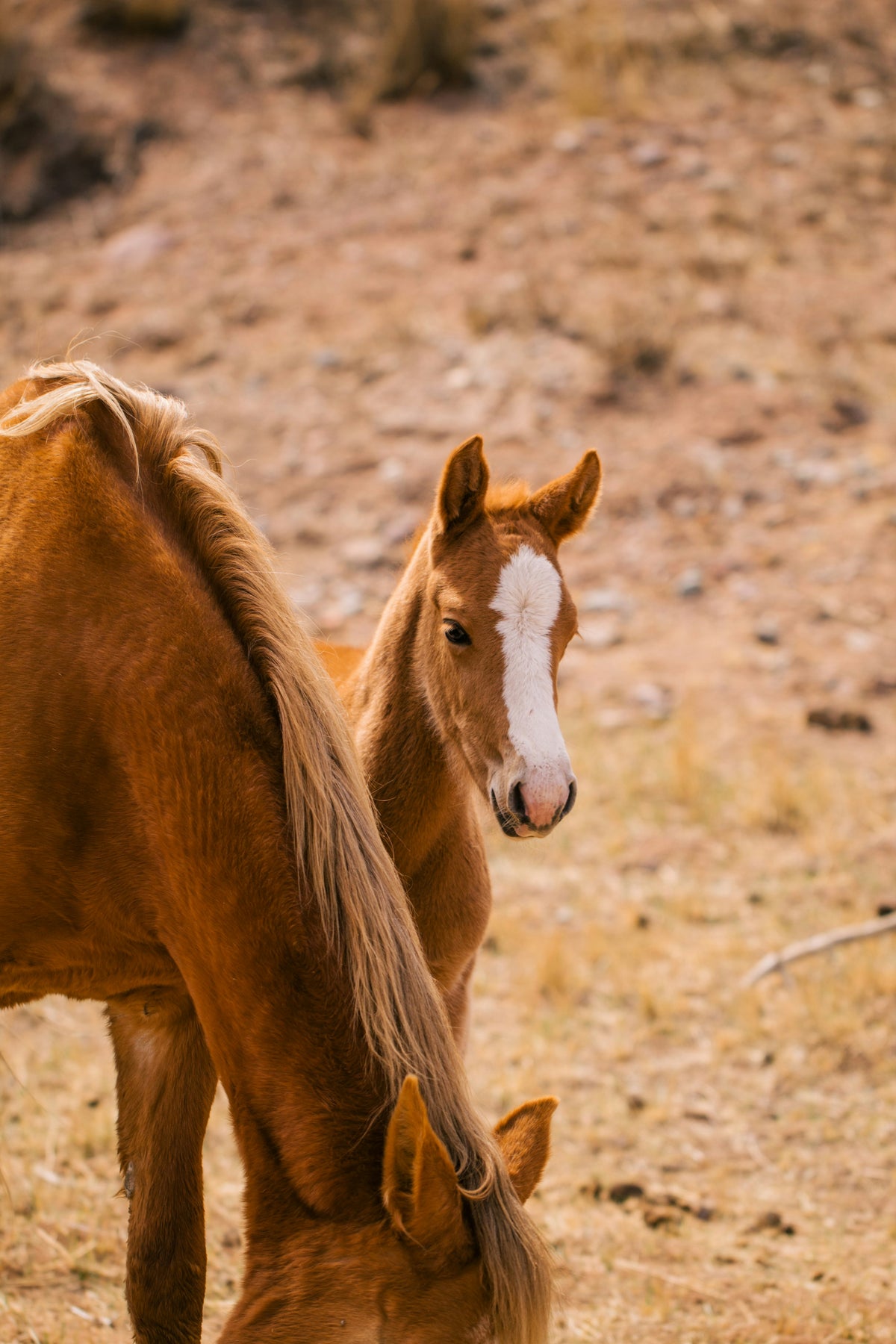 JUNIOR-PFERD