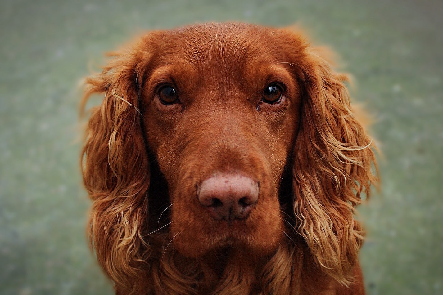 DR. WEYRAUCH PRODUKTE FÜR HUNDE